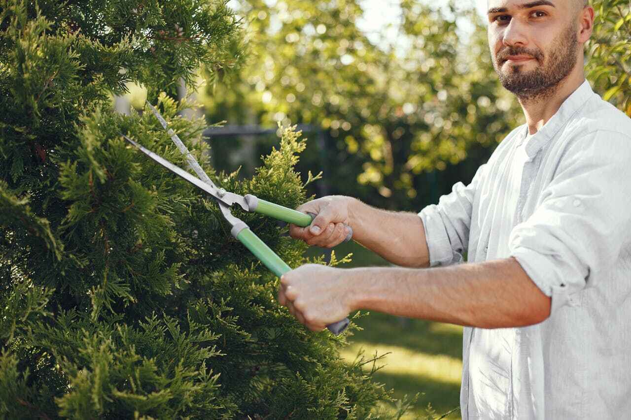 Best Tree Health Inspection  in Gunbarrel, CO